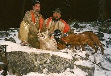 Mountain lion hunting with great hound dogs and a experienced hunting guide from Redbone Outfitting.